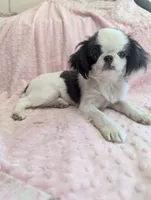 California Rumii, a female Japanese Chin for sale in Arroyo Grande, CA – 5 of 10