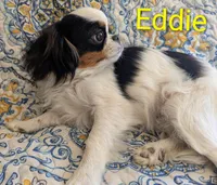California-Oregon Eddie, a male Japanese Chin for sale in Arroyo Grande, CA – 5 of 10