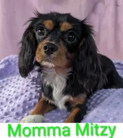 California Chuck, a male Cavalier King Charles Spaniel for sale in Arroyo Grande, CA – 7 of 10