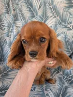 California Patrick , a male Cavalier King Charles Spaniel for sale in Arroyo Grande, CA – 5 of 9