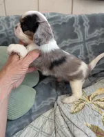 California Basil Blue Eyes, a male Cavalier King Charles Spaniel for sale in Arroyo Grande, CA – 5 of 10