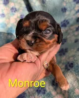 California Monroe, a male Cavalier King Charles Spaniel for sale in Arroyo Grande, CA – 1 of 10
