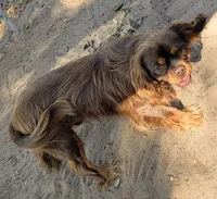 AKC California Chocolate , a male Cavalier King Charles Spaniel for sale in Arroyo Grande, CA – 4 of 7