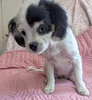 California-Oregon Felicity , a female Cavalier King Charles Spaniel and Japanese Chin for sale in Arroyo Grande, CA – 2 of 10