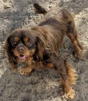 AKC California Chocolate , a male Cavalier King Charles Spaniel for sale in Arroyo Grande, CA – 2 of 7