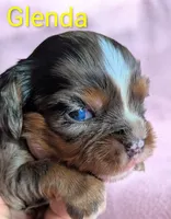 California Glenda, a female Cavalier King Charles Spaniel for sale in Arroyo Grande, CA – 3 of 10