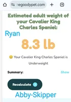 California Blue Eyed Ryan 8lbs, a male Cavalier King Charles Spaniel for sale in Arroyo Grande, CA – Photo 8 of 10