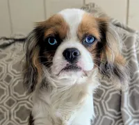 California Blue Eyed Ryan 8lbs, a male Cavalier King Charles Spaniel for sale in Arroyo Grande, CA – Photo 1 of 10