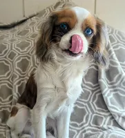 California Blue Eyed Ryan 8lbs, a male Cavalier King Charles Spaniel for sale in Arroyo Grande, CA – Photo 7 of 10
