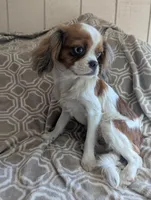 California Blue Eyed Ryan 8lbs, a male Cavalier King Charles Spaniel for sale in Arroyo Grande, CA – Photo 4 of 10