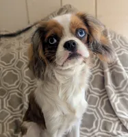 California Blue Eyed Ryan 8lbs, a male Cavalier King Charles Spaniel for sale in Arroyo Grande, CA – Photo 2 of 10