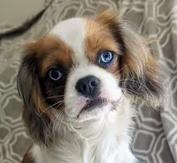 California Blue Eyed Ryan 8lbs, a male Cavalier King Charles Spaniel for sale in Arroyo Grande, CA – Photo 5 of 10