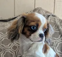 California Blue Eyed Ryan 8lbs, a male Cavalier King Charles Spaniel for sale in Arroyo Grande, CA – Photo 6 of 10