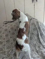 California Blue Eyed Ryan 8lbs, a male Cavalier King Charles Spaniel for sale in Arroyo Grande, CA – Photo 3 of 10