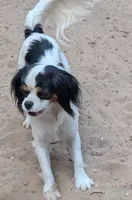 Rescue boy , a male Cavalier King Charles Spaniel and Japanese Chin for sale in Arroyo Grande, CA – 4 of 4