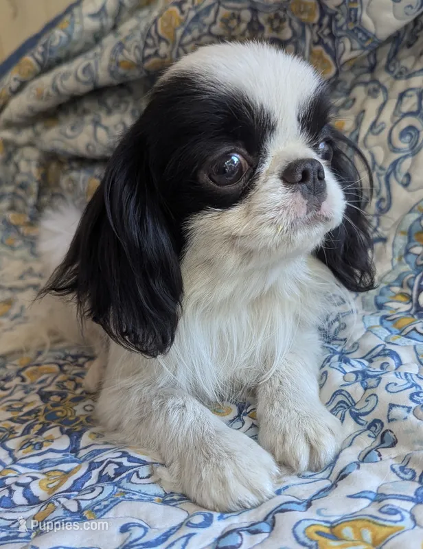 California Gichii  – Japanese Chin puppy for sale in Arroyo Grande, CA