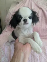 California Rumii, a female Japanese Chin for sale in Arroyo Grande, CA – 4 of 10