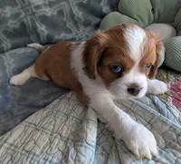 California Arthur , a male Cavalier King Charles Spaniel for sale in Arroyo Grande, CA – 6 of 10