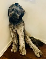California Emerson , a male Double Doodle for sale in Arroyo Grande, CA – 3 of 6