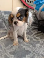 California Basil, a male Cavalier King Charles Spaniel and Japanese Chin for sale in Arroyo Grande, CA – 4 of 9