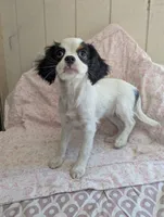 California Frida, a female Cavalier King Charles Spaniel and Japanese Chin for sale in Arroyo Grande, CA – 6 of 10