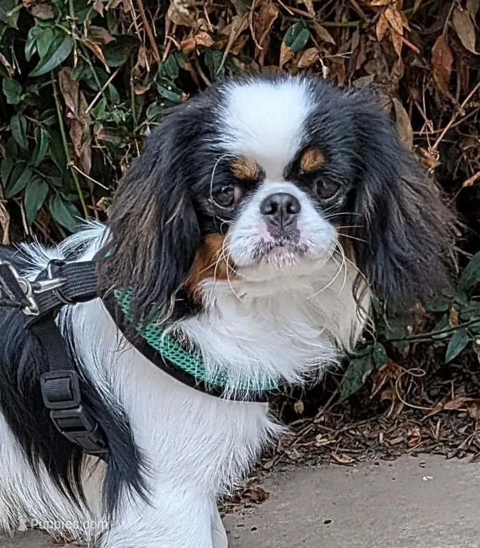 California Eddie – Japanese Chin puppy for sale in Arroyo Grande, CA