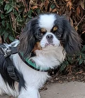 California Eddie, a male Japanese Chin for sale in Arroyo Grande, CA – 1 of 9