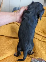 California Rachel, a female Cavalier King Charles Spaniel for sale in Arroyo Grande, CA – 2 of 10