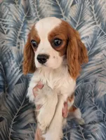 California-Oregon Troy, a male Cavalier King Charles Spaniel for sale in Arroyo Grande, CA – 8 of 10