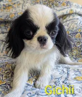 California Gichii , a male Japanese Chin for sale in Arroyo Grande, CA – 8 of 10