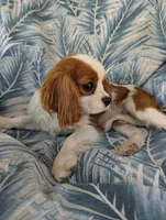 California-Oregon Troy, a male Cavalier King Charles Spaniel for sale in Arroyo Grande, CA – 3 of 10