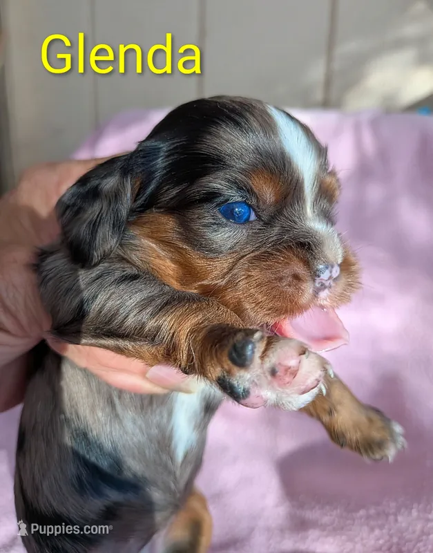 California Glenda – Cavalier King Charles Spaniel puppy for sale in Arroyo Grande, CA