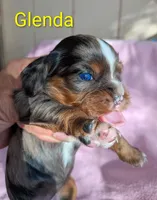 California Glenda, a female Cavalier King Charles Spaniel for sale in Arroyo Grande, CA – 1 of 10