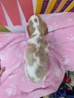 California Tiffy, a female Cavalier King Charles Spaniel for sale in Arroyo Grande, CA – Photo 4 of 10