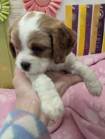 California Tiffy, a female Cavalier King Charles Spaniel for sale in Arroyo Grande, CA – Photo 3 of 10