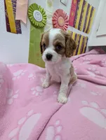 California Tiffy, a female Cavalier King Charles Spaniel for sale in Arroyo Grande, CA – Photo 5 of 10