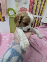California Tiffy, a female Cavalier King Charles Spaniel for sale in Arroyo Grande, CA – Photo 2 of 10