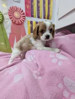 California Tiffy, a female Cavalier King Charles Spaniel for sale in Arroyo Grande, CA – Photo 6 of 10