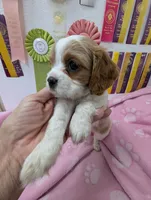 California Tiffy, a female Cavalier King Charles Spaniel for sale in Arroyo Grande, CA – Photo 1 of 10