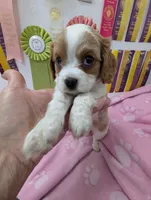 California Tiffy, a female Cavalier King Charles Spaniel for sale in Arroyo Grande, CA – Photo 7 of 10