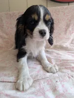 CALIFORNIA/Oregon Torrey, a female Cavalier King Charles Spaniel for sale in Arroyo Grande, CA – 3 of 10