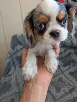 California Basil, a male Cavalier King Charles Spaniel and Japanese Chin for sale in Arroyo Grande, CA – 5 of 9