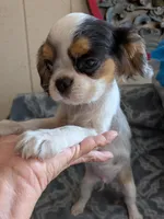 California Basil, a male Cavalier King Charles Spaniel and Japanese Chin for sale in Arroyo Grande, CA – 6 of 9