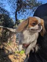 California-Oregon Rikii, a male Japanese Chin for sale in Arroyo Grande, CA – 2 of 10