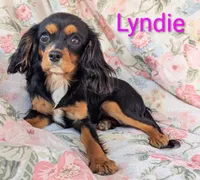 California-Oregon Lyndie, a female Cavalier King Charles Spaniel for sale in Arroyo Grande, CA – 3 of 10