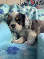 CA-CO Basil Blue Eyes, a male Cavalier King Charles Spaniel for sale in Arroyo Grande, CA – 7 of 10