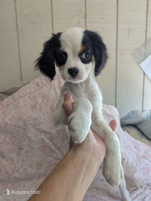 California/Oregon Fiona – Cavalier King Charles Spaniel, Japanese Chin puppy for sale in Arroyo Grande, CA