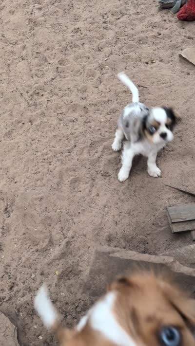 California Basil, a male Cavalier King Charles Spaniel and Japanese Chin for sale in Arroyo Grande, CA – 2 of 9