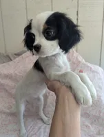 California Frida, a female Cavalier King Charles Spaniel and Japanese Chin for sale in Arroyo Grande, CA – 5 of 10