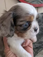 California Basil Blue Eyes, a male Cavalier King Charles Spaniel for sale in Arroyo Grande, CA – 4 of 10